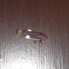 Pseudophera heveli
