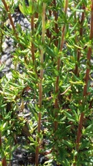 Eriogonum fasciculatum fasciculatum
