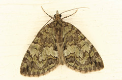 Hydriomena renunciata