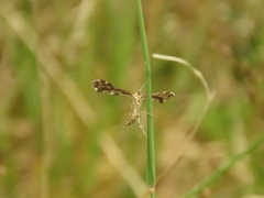 Capperia britanniodactylus