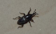 Cosmopolites sordidus