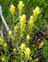Castilleja lutescens