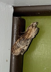 Dasylophia thyatiroides