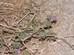 Centaurea × pouzinii