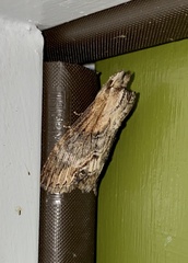 Dasylophia thyatiroides