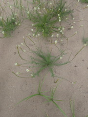 Hebenstretia integrifolia