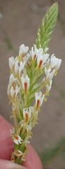 Hebenstretia integrifolia