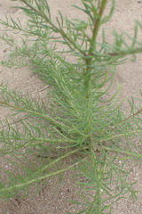 Hebenstretia integrifolia