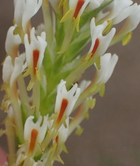 Hebenstretia integrifolia