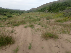 Hebenstretia integrifolia