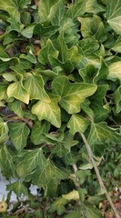 Hedera helix