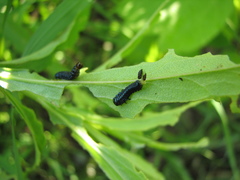 Trirhabda canadensis