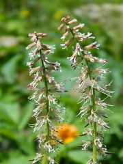 Macropodium nivale