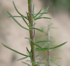 Hebenstretia integrifolia
