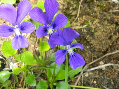 Viola altaica