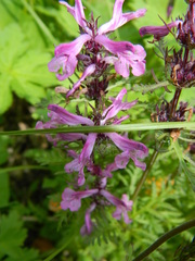 Pedicularis anthemifolia