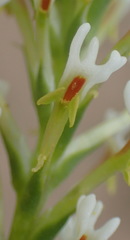 Hebenstretia integrifolia