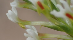 Hebenstretia integrifolia