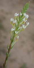 Hebenstretia integrifolia