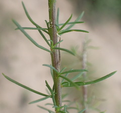 Hebenstretia integrifolia