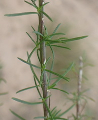 Hebenstretia integrifolia