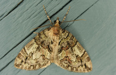 Hydriomena renunciata