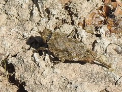 Paratettix cucullatus