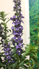Angelonia