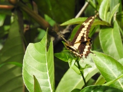 Image of Papilio homothoas