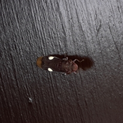 Pseudophera heveli