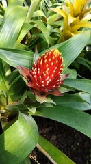 Guzmania conifera
