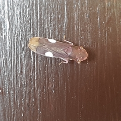 Pseudophera heveli