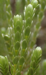 Gnidia chrysophylla