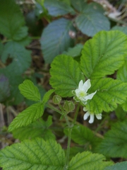 Rubus leucodermis leucodermis