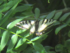Papilio rutulus