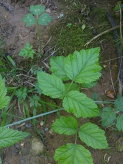 Rubus leucodermis leucodermis