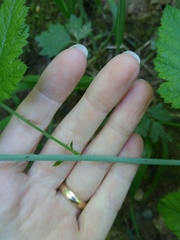 Rubus leucodermis leucodermis