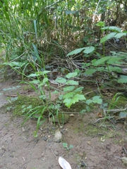 Rubus leucodermis leucodermis