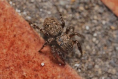 Euophrys rufibarbis