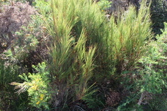 Dracophyllum acerosum