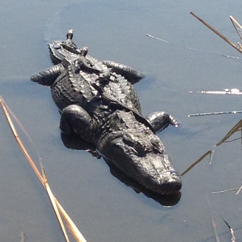 American Alligator photographed in Texas
