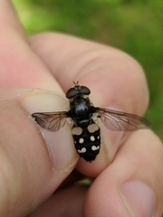 Sericomyia lata