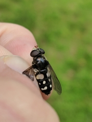 Sericomyia lata