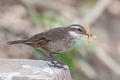 Cinclodes oustaleti oustaleti