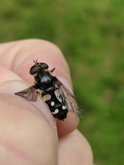 Sericomyia lata