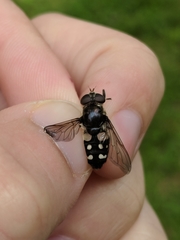 Sericomyia lata