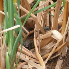 Incilius perplexus