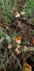 Panaeolus cinctulus