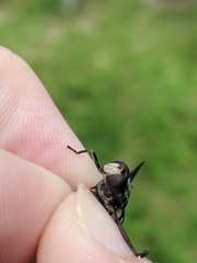 Sericomyia lata