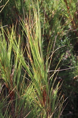 Dracophyllum acerosum